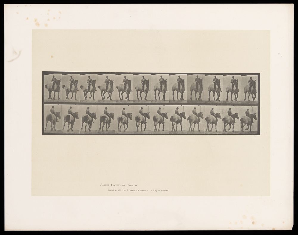 A clothed man riding a horse bareback. Collotype after Eadweard Muybridge, 1887.
