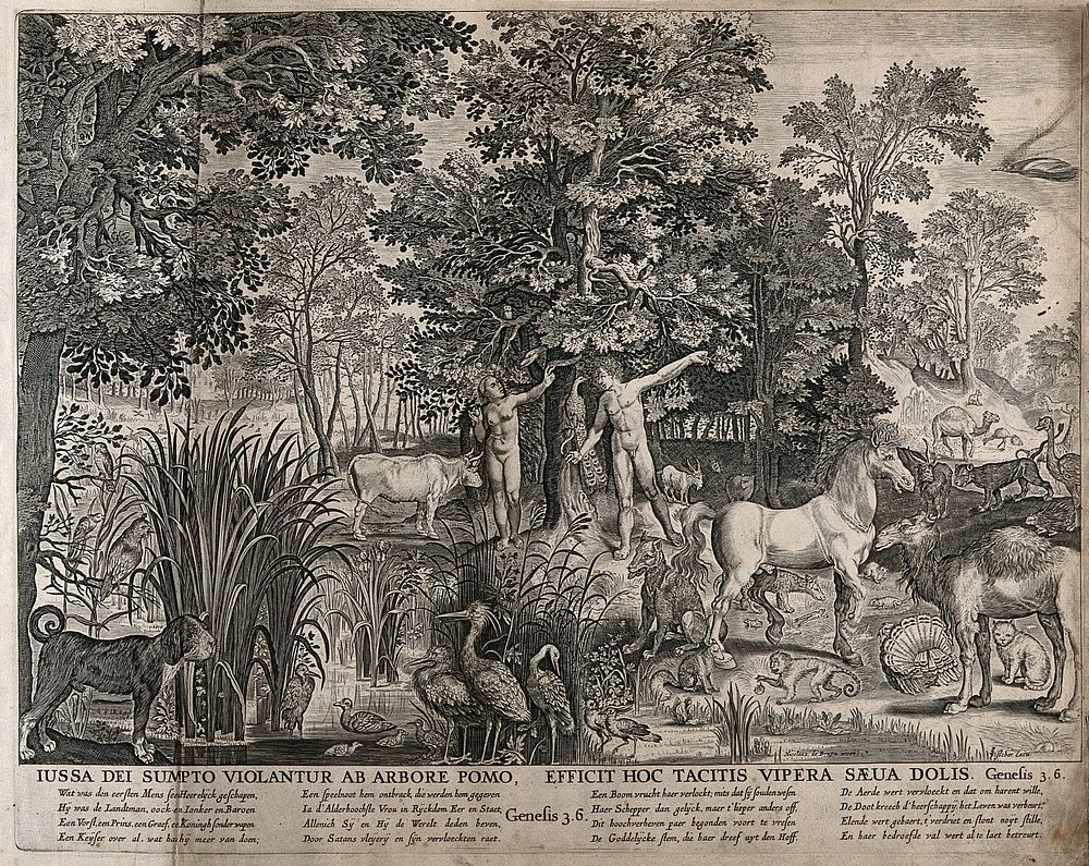 Adam and Eve with the serpent and other animals in the garden of Eden. Engraving by C.J. Visscher after N. de Bruyn.