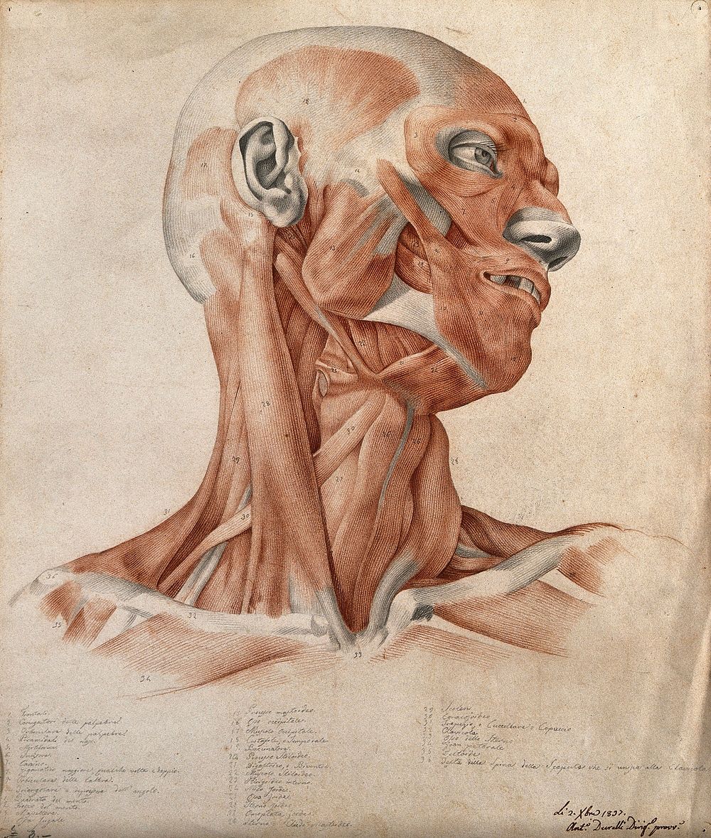 Muscles and tendons of the head and neck: écorché figure. Red chalk and pencil drawing by A. Durelli, 1837.