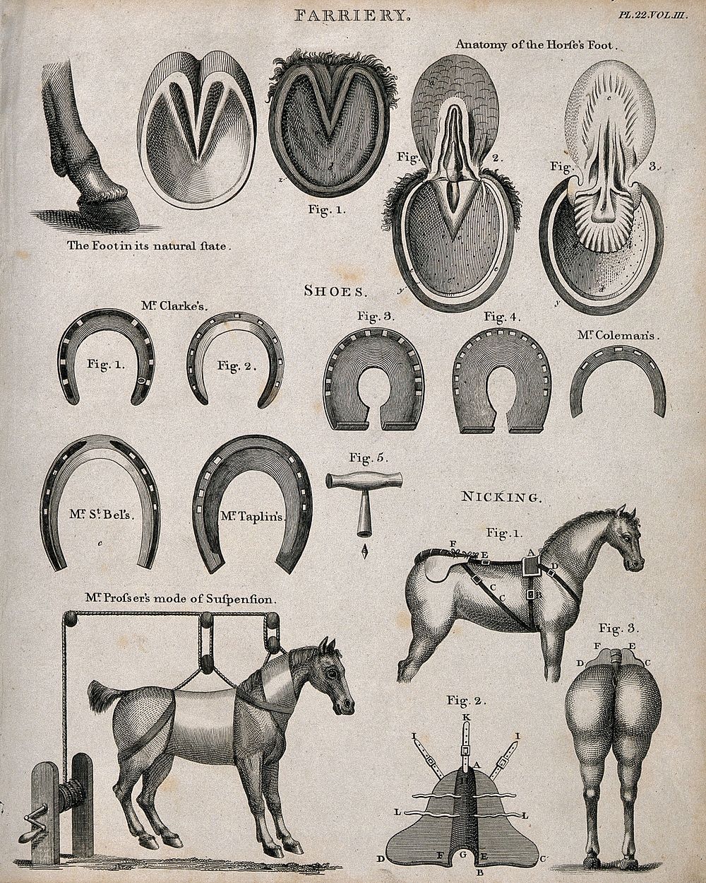 Farriery: seventeen figures including the anatomy of horses' hooves, a selection of horse-shoes, a horse suspended on a…