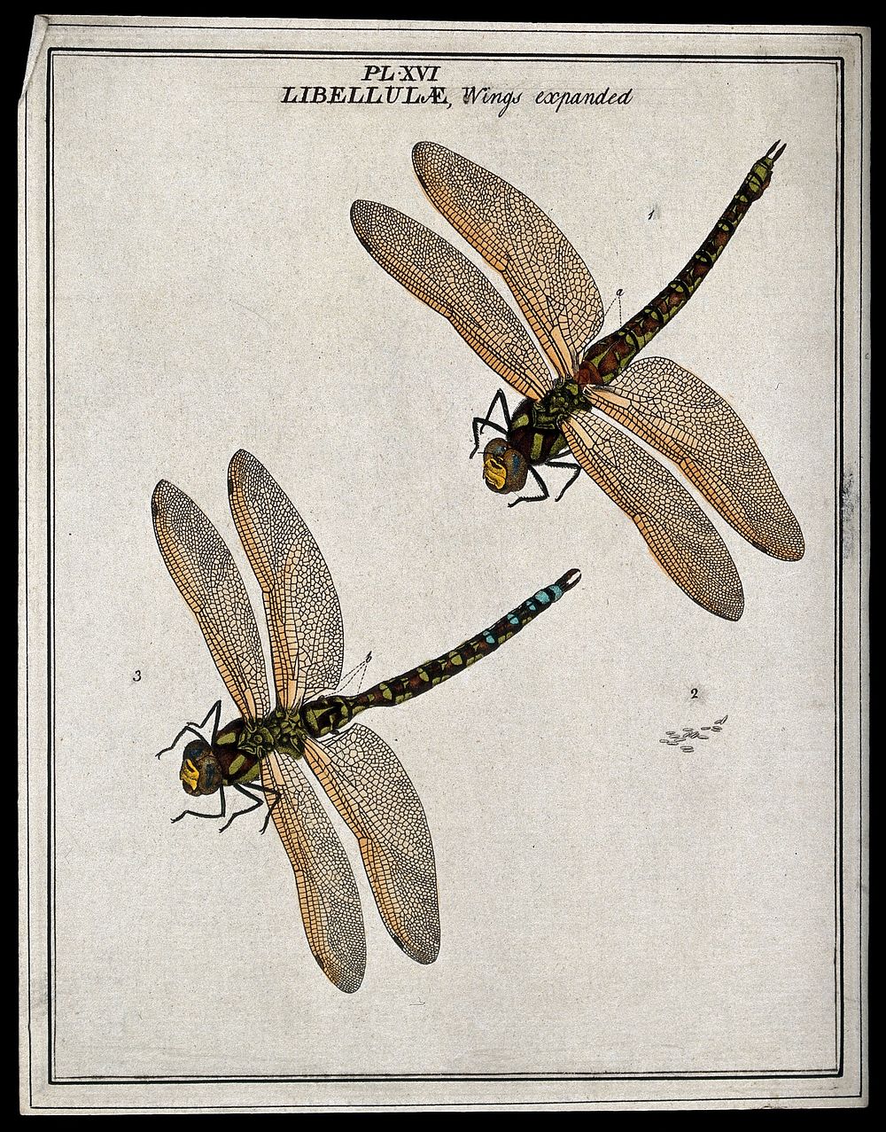 Two dragonflies (Libellulæ species): adults and eggs. Coloured etching by M. Harris, ca. 1766.