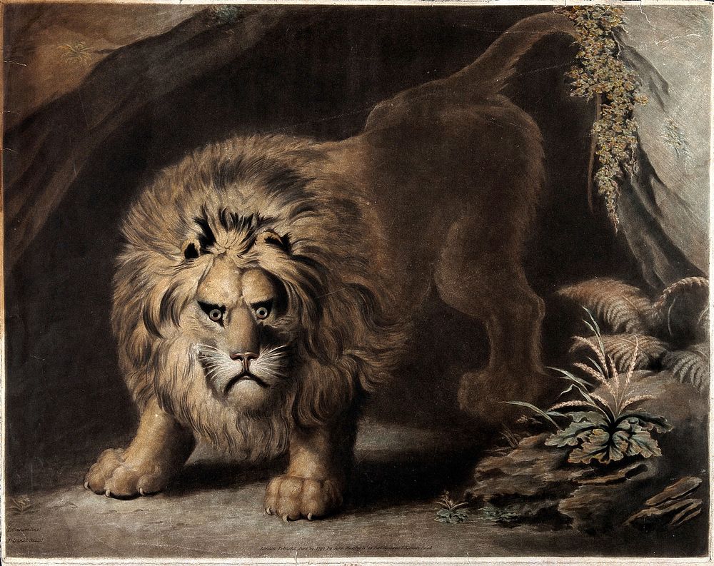 A lion, emerging from a cave. Coloured mezzotint by J. Daniell, after J. Graham, 1792.
