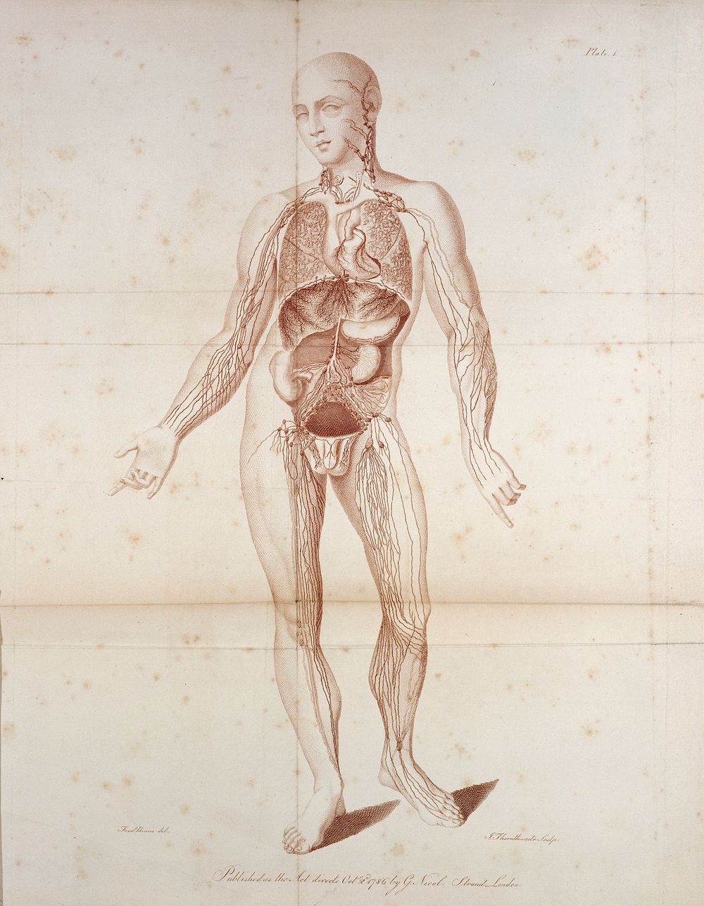 The anatomy of the absorbing vessels of the human body / [William Cruikshank].