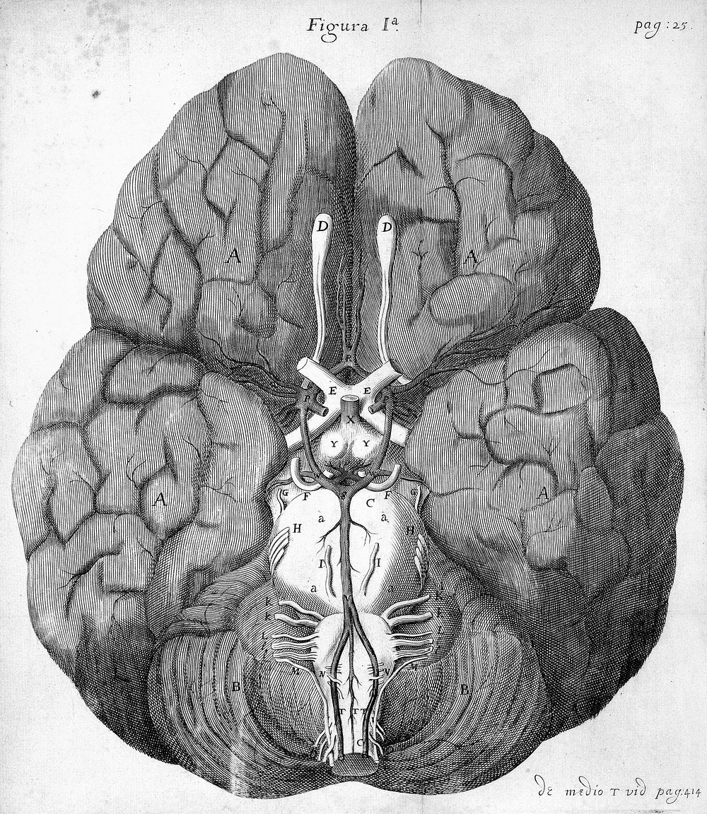 T. Willis "Cerebri Anatome", 1664: figure