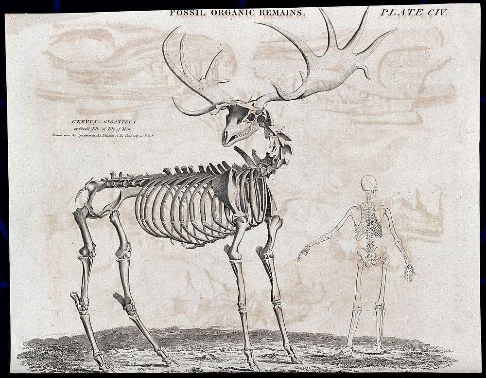 The fossilised remains of a elk standing next to a human skeleton. Etching.