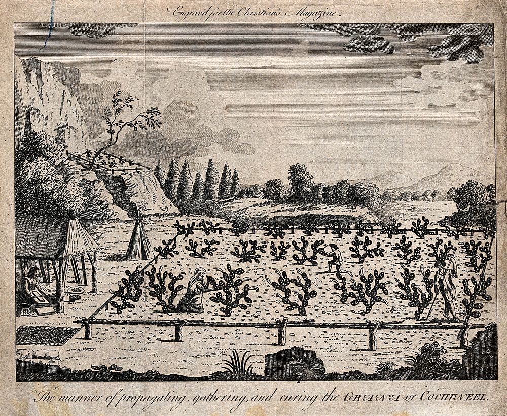 A plantation of cochineal cacti (Nopalea cochenillifera) with workers gathering and preparing cochineal. Engraving.