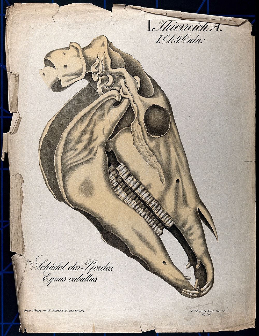 Skull of a horse. Chromolithograph, 1877.