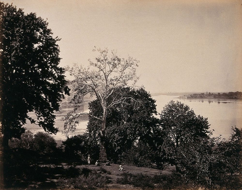 Kashmir: a clearing in a wood with a river beyond. Photograph by Samuel Bourne.