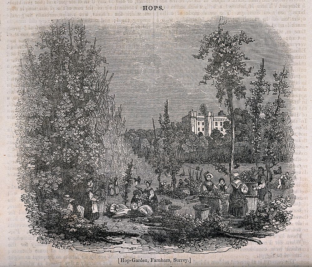 Harvest time in a hop-garden at Farnham, Surrey. Wood-engraving, c. 1835.