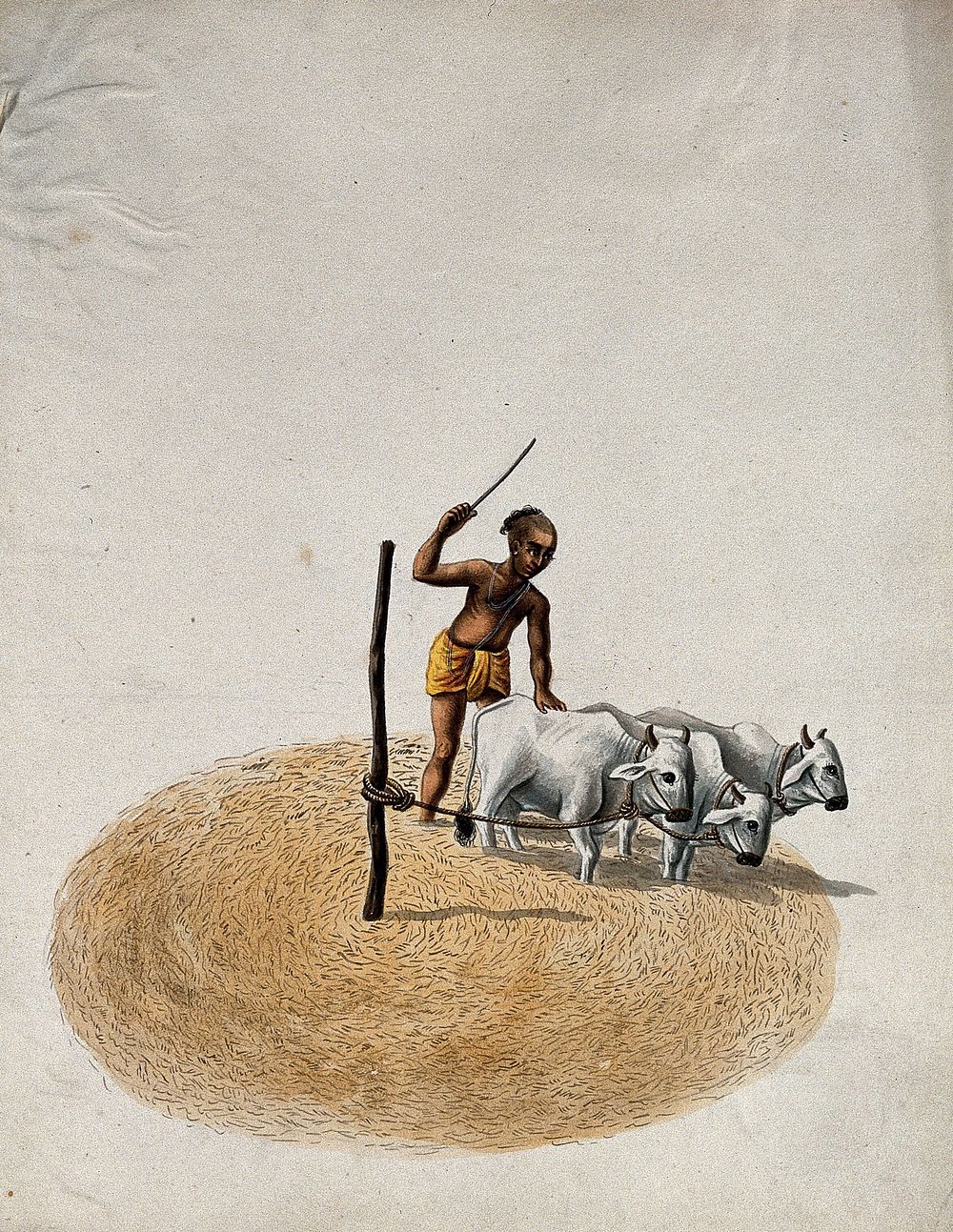 A man cultivating his land, using three cows. Gouache painting by an Indian artist.