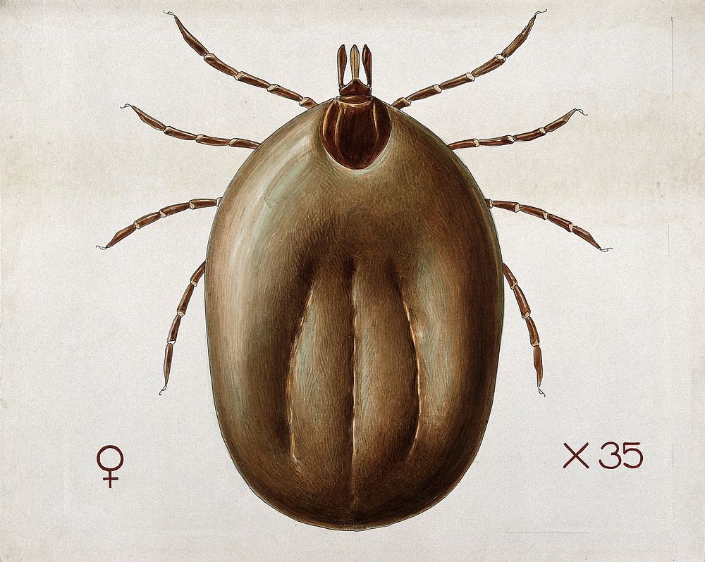 A tick (Ixodes reduvius). Coloured drawing by A.J.E. Terzi.