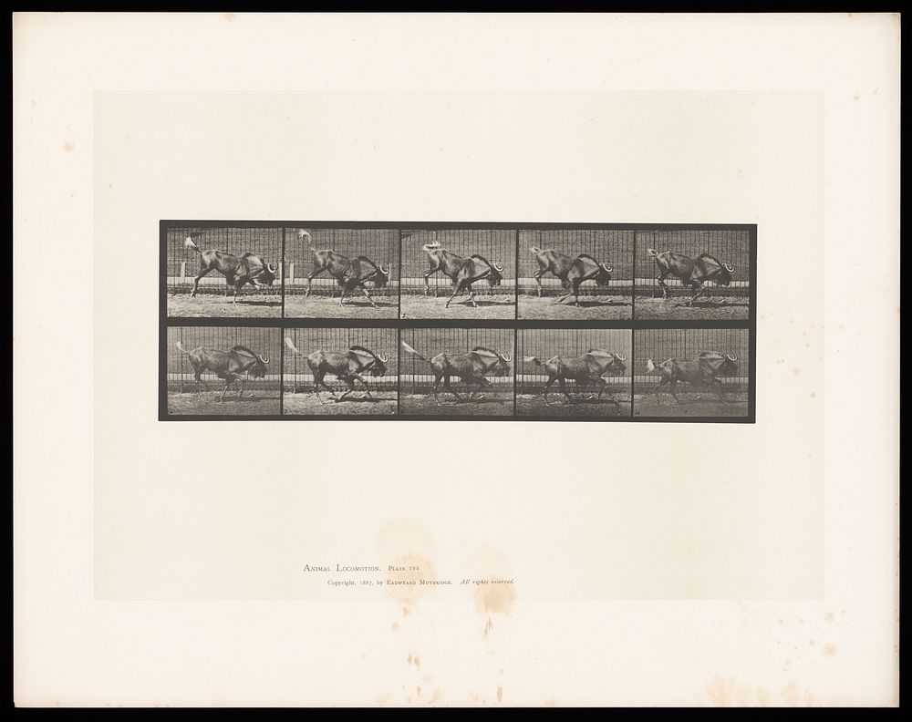 A gnu running and bucking. Collotype after Eadweard Muybridge, 1887.