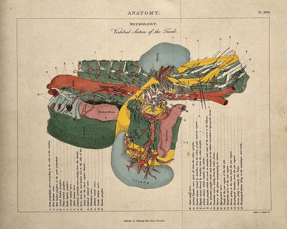 Torso: cross-section indicating the nerves, organs, arteries and bones, in various colours. Coloured line engraving by H.…