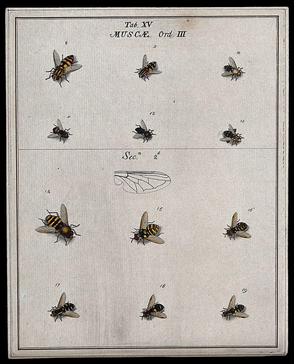Twelve flies (Muscæ species). Coloured etching by M. Harris, ca. 1766.
