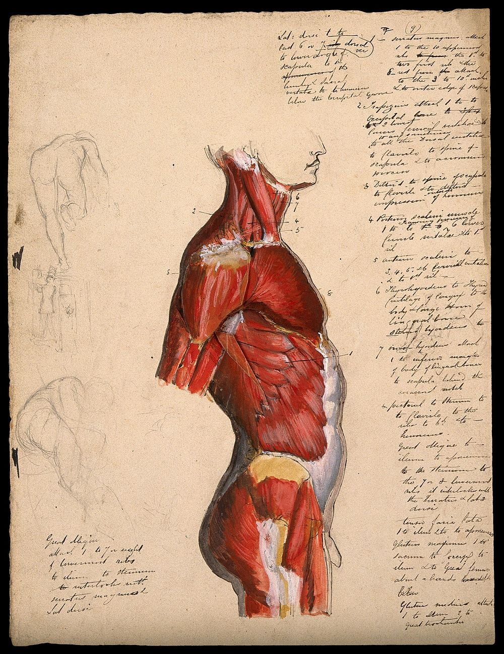 Dissection of the trunk: side view, showing the bones and muscles, with small pencil sketches of a nude in various poses.…