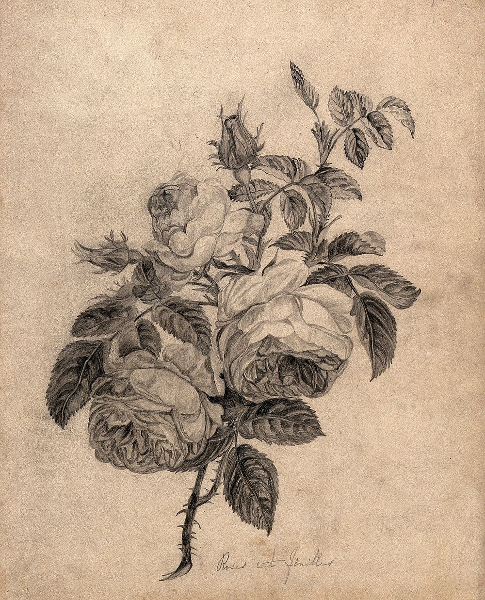 Rose (Rosa species): flowers and leaves. Pencil drawing.