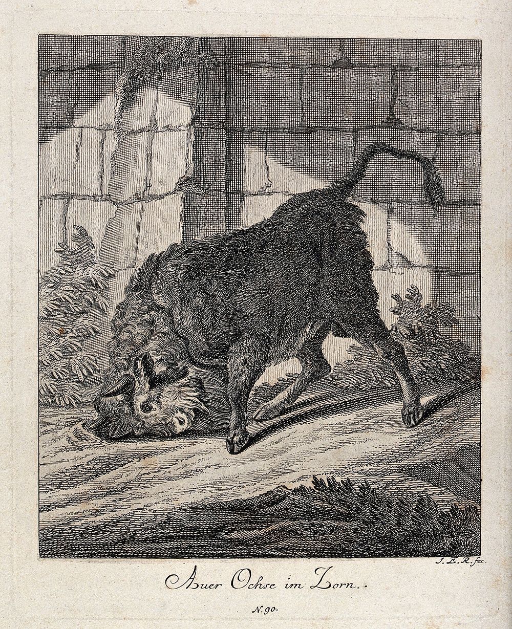 A raging aurochs turning up ground with its horns in an enclosure. Etching by J. E. Ridinger.