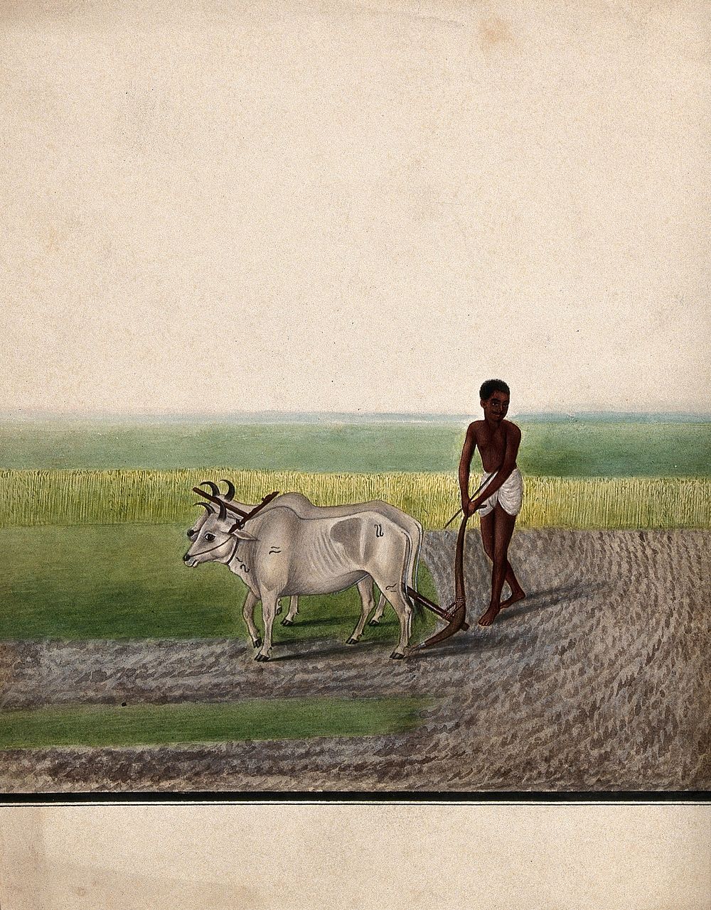 A man ploughing land with oxen. Watercolour by an Indian artist.