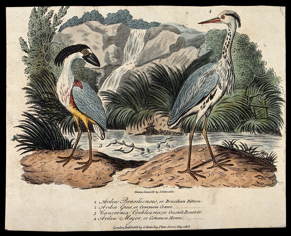 A crested boatbill (Cancroma cochlearia) and common heron (Ardea cinerea). Coloured engraving, ca. 1808, after S. Edwards.