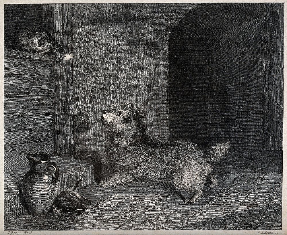 A dog chasing a cat through a window. Etching by W. R. Smith after J. Pitman.