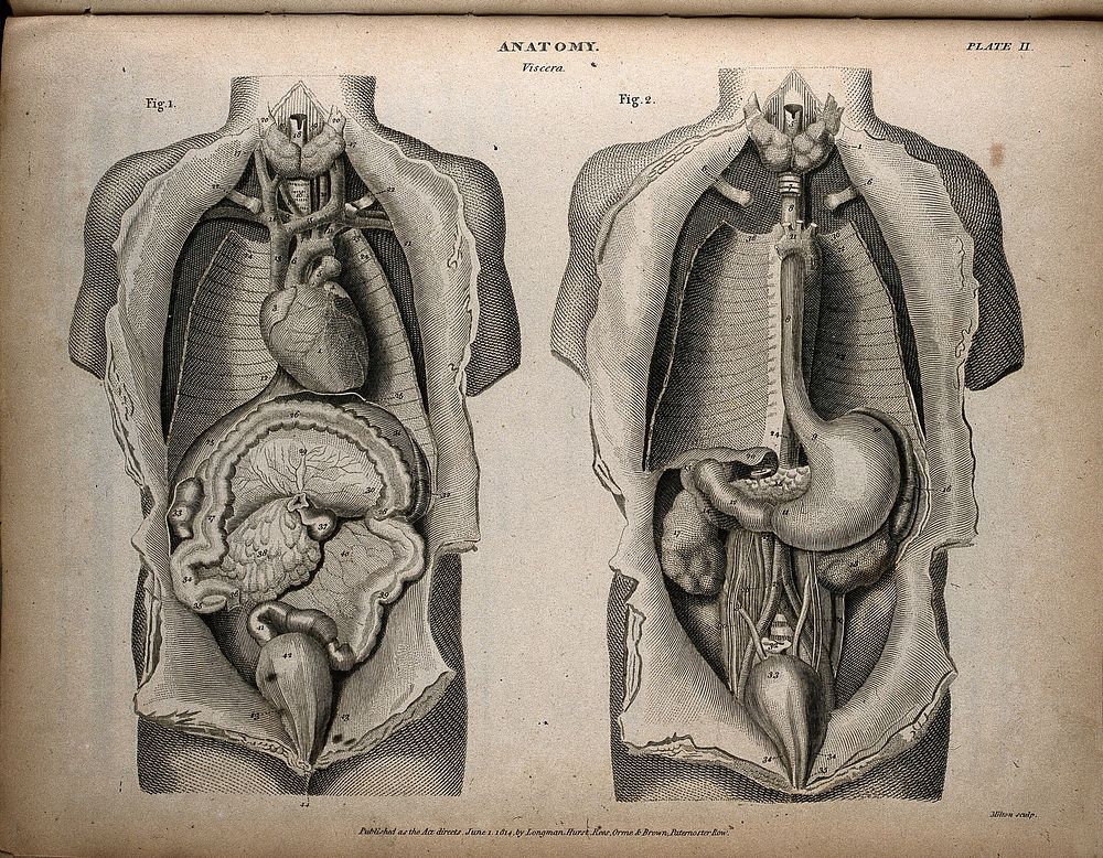 Internal organs of the thorax and abdomen: two figures. Engraving by T. Milton, 1814.