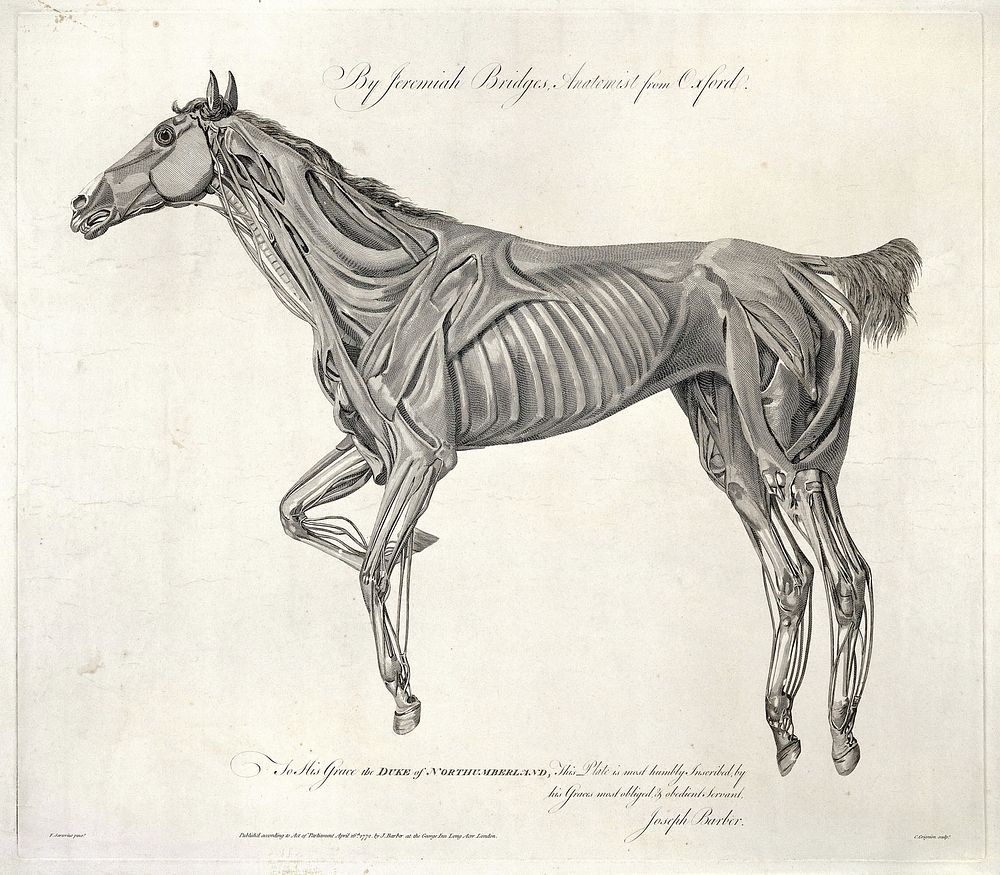 Muscles of the horse. Engraving by C. Grignion after F. Sartorius for J. Bridges, 1772.