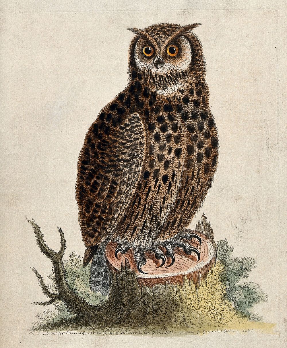 An owl sitting on the stump of a tree before a forest. coloured etching by G. Edwards after himself.