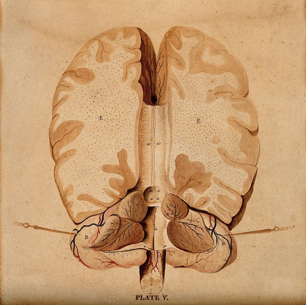 Brain: horizontal section. Watercolour after W.H. Lizars, ca. 1826.