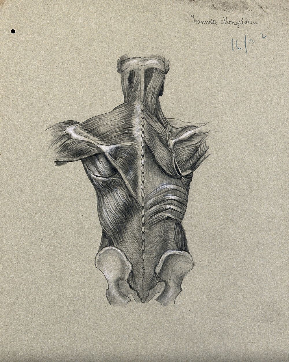 Muscles of the trunk: side view. Pencil and chalk drawing by J. Mongrédien, ca. 1880.