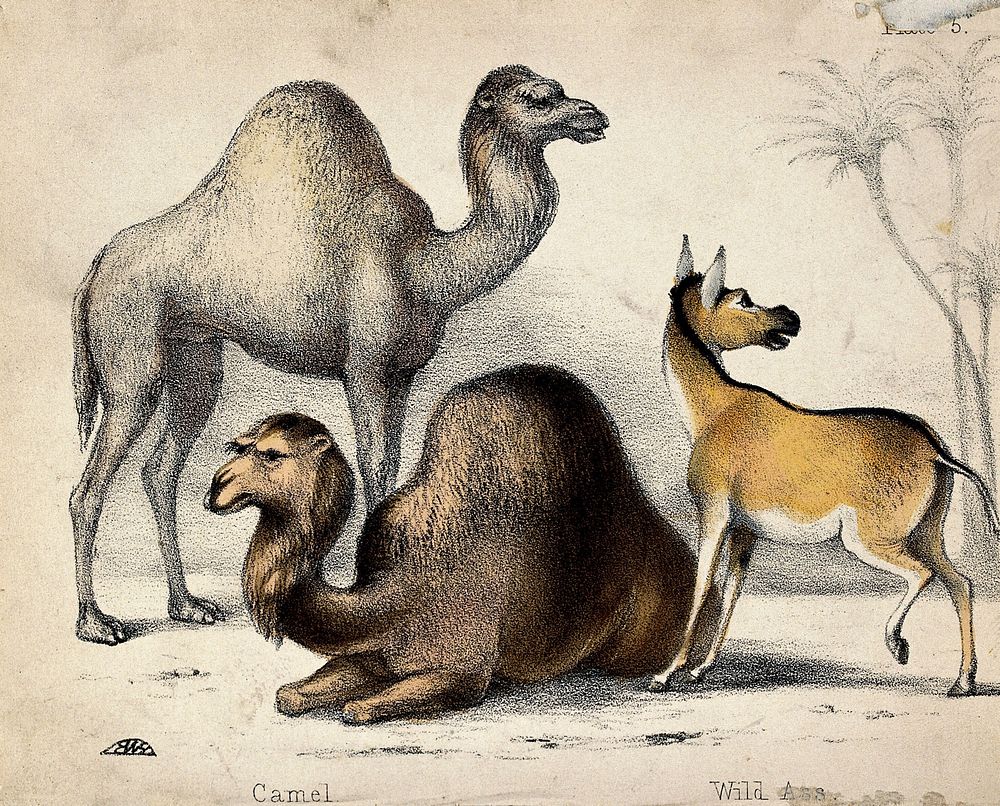 Two camels and a wild ass before palm trees. Coloured chalk lithograph.