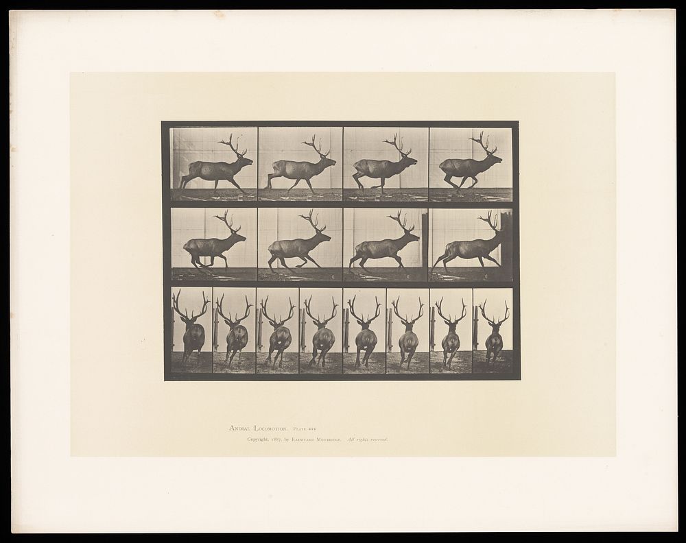 An elk running. Collotype after Eadweard Muybridge, 1887.