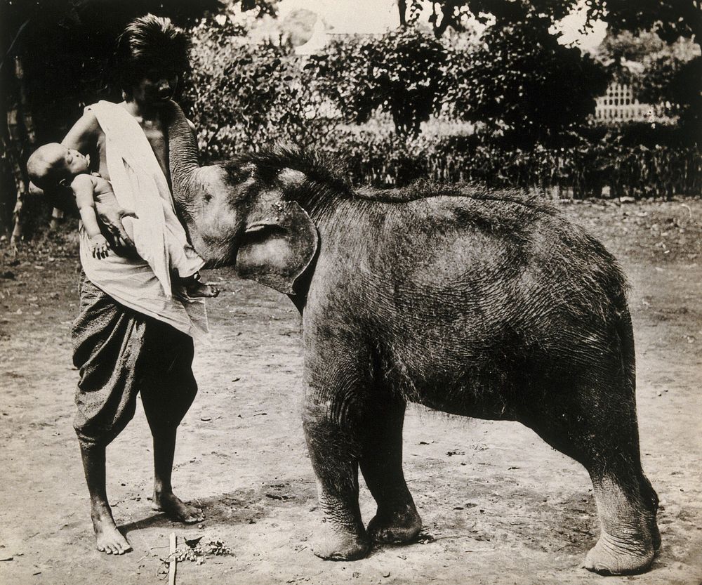 A woman and a child; the woman is suckling a baby white elephant. Photograph.