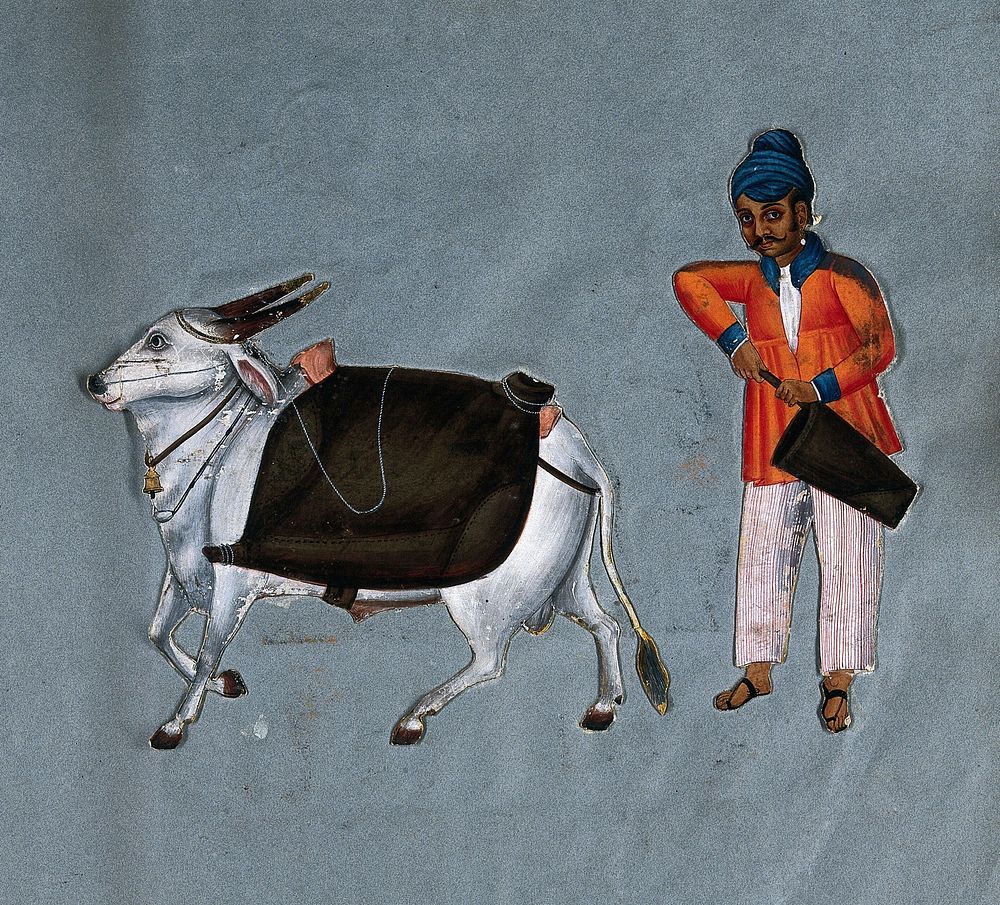 A puckally (pukhali) or water-carrier of south India, holding a bucket, with an ox. Gouache painting.