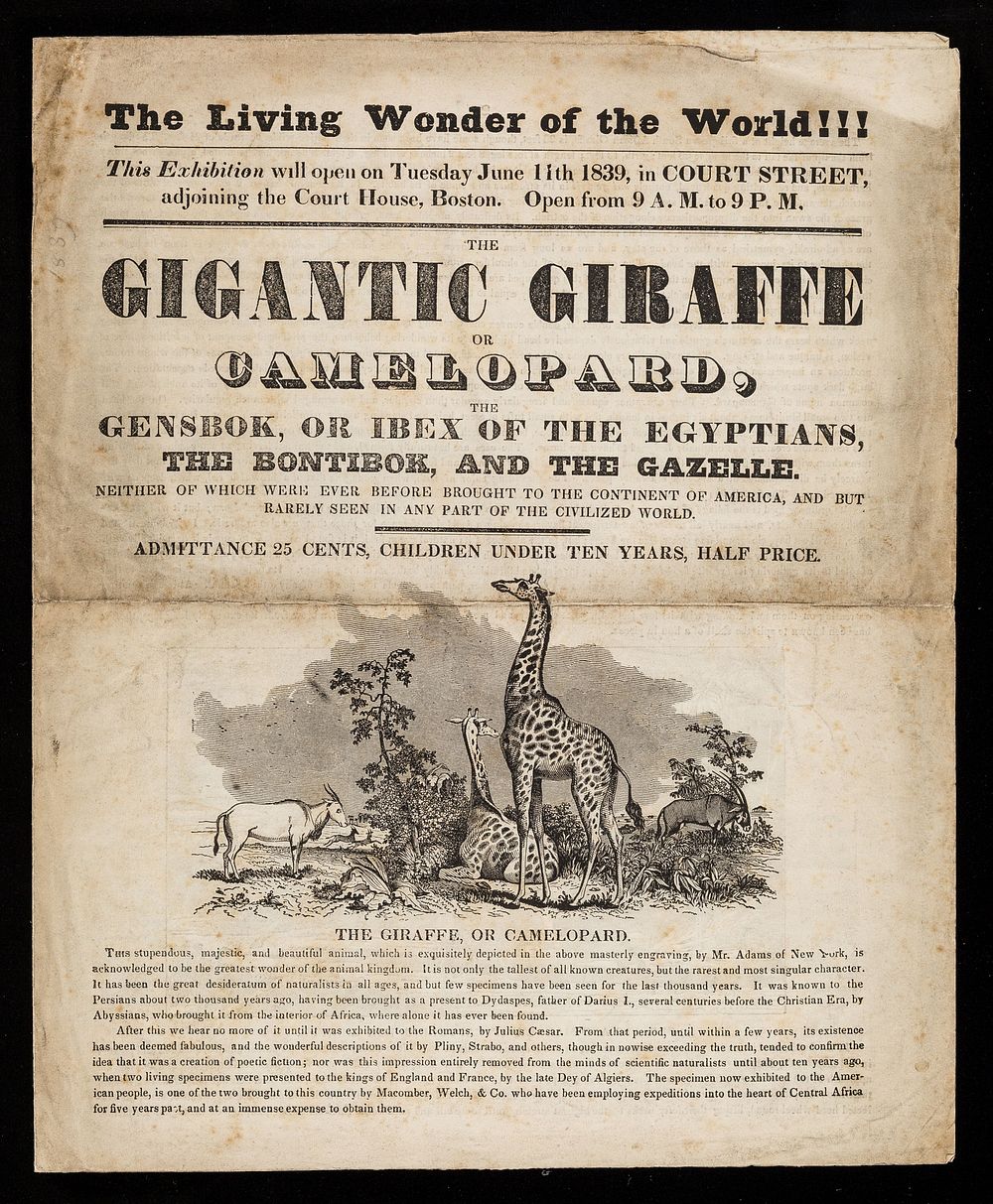 The gigantic giraffe or camelopard, the gensbok, or ibex of the Egyptians, the bontibok, and the gazelle : neither of which…