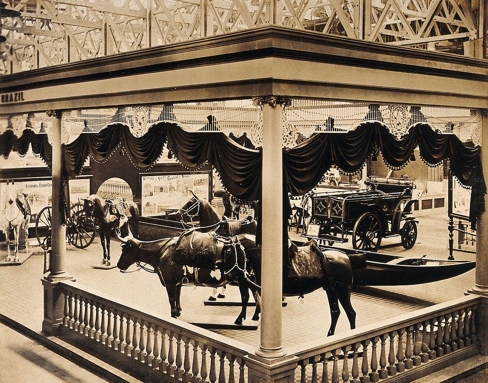 The 1904 World's Fair, St. Louis, Missouri: a Brazilian transportation exhibit displaying model horses and cattle.…