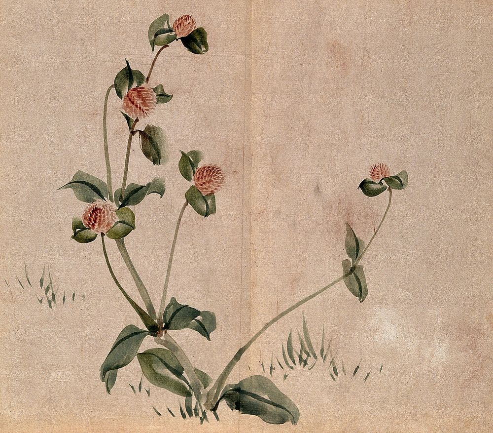 A grassland plant, possibly a clover (Trifolium species): flowering stem. Watercolour.