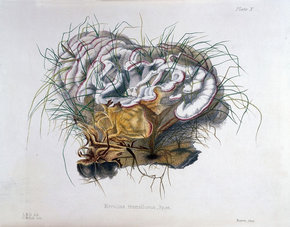 Illustrations of British Mycology.