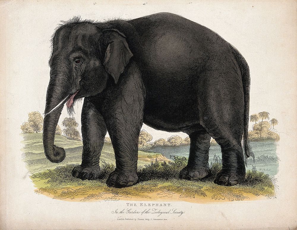 Zoological Society of London: an elephant. Coloured etching.