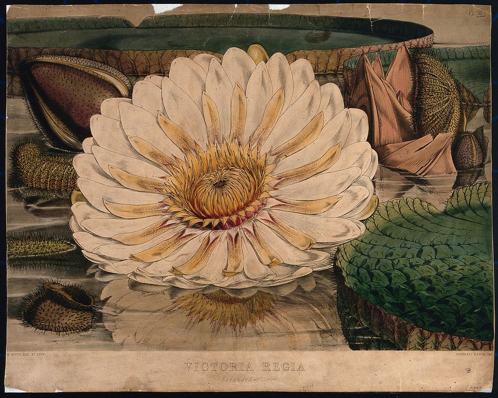 Giant water lily (Victoria amazonica): an expanded flower with surrounding leaves and buds. Coloured lithograph by W. Fitch…