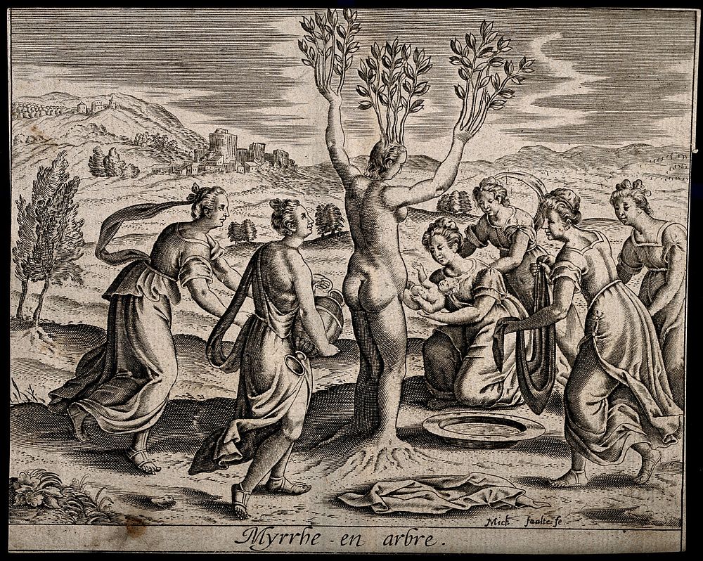 Myrrha, being transformed into the myrrh tree, gives birth to Adonis. Engraving by M. Faulte, 1619.