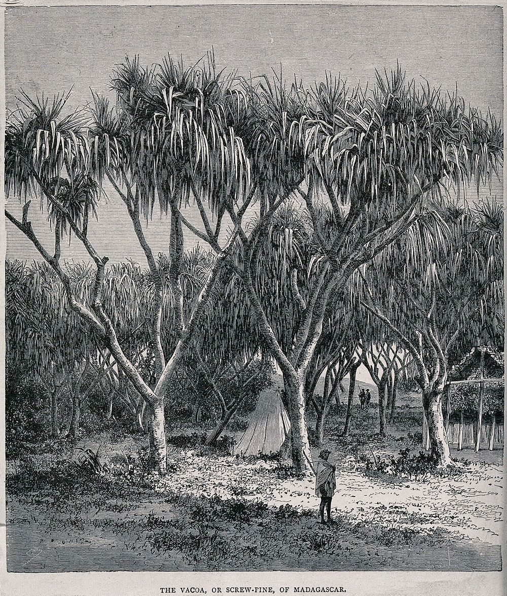 Screwpine plants (Pandanus species) of Madagascar, sheltering a tent. Wood engraving, c. 1867.
