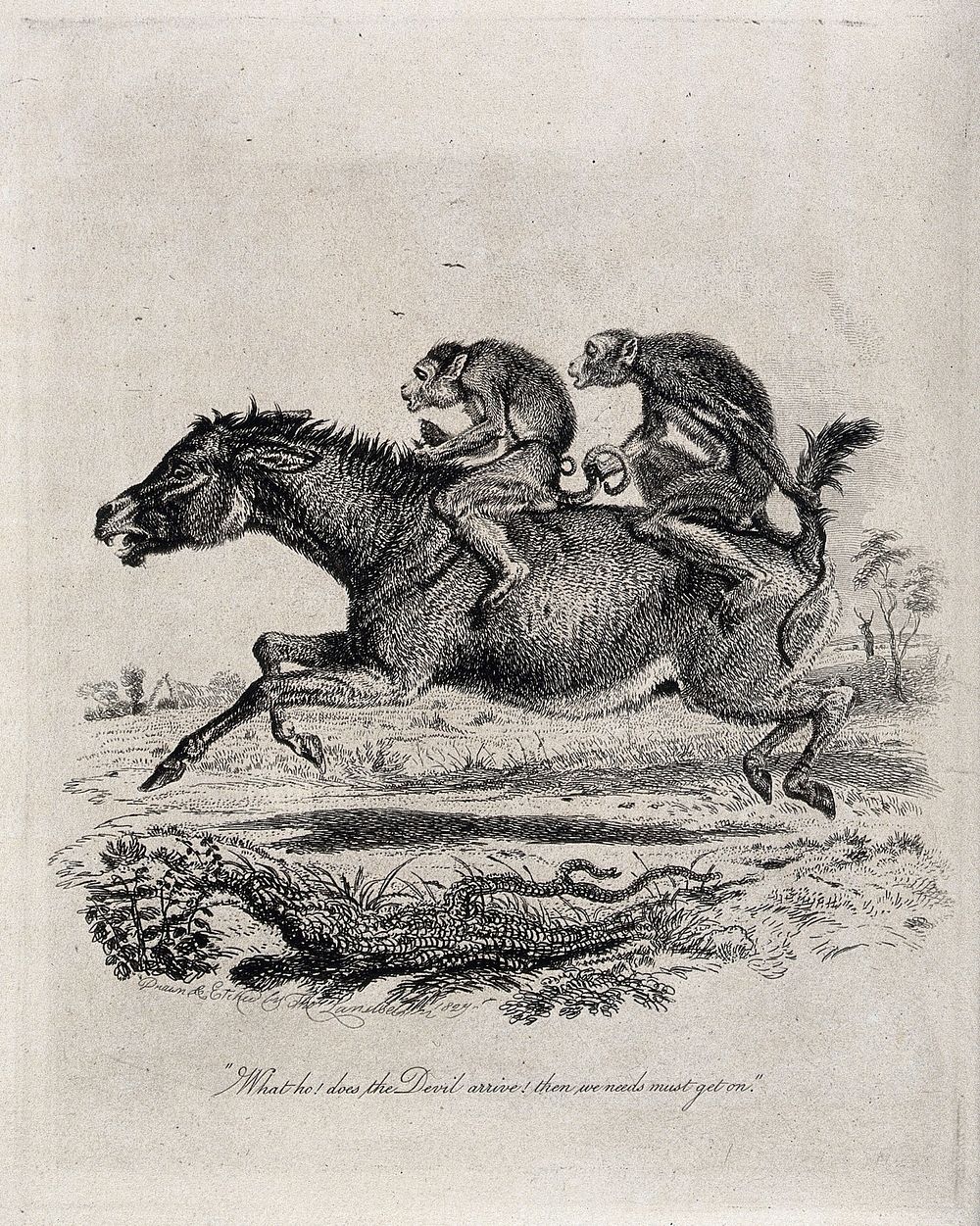 Two monkey jockeys are riding a terrified donkey. Etching by T. Landseer after himself.