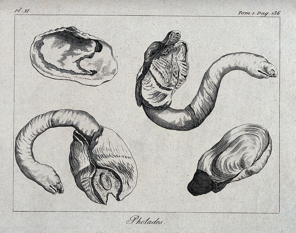 Molluscs of the Pholades family. Etching.