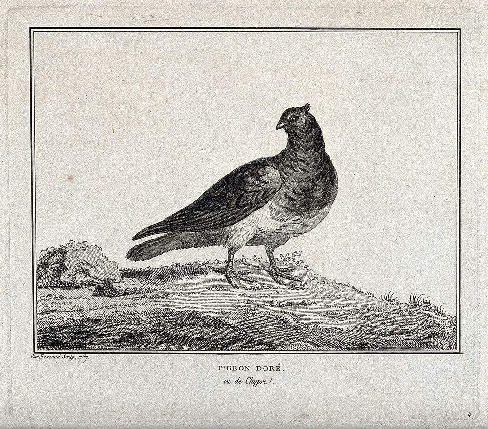 A pigeon standing on a rocky patch. Etching by C. M. Fessard.
