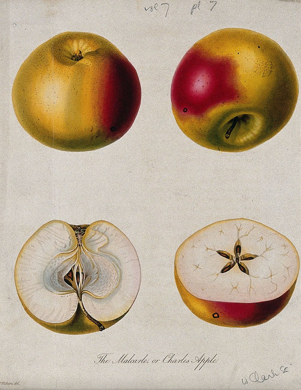 The Malcarle apple (Malus pumila cv.): two entire and two sectioned fruit. Coloured etching by W. Clark, c. 1830, after Mrs.…