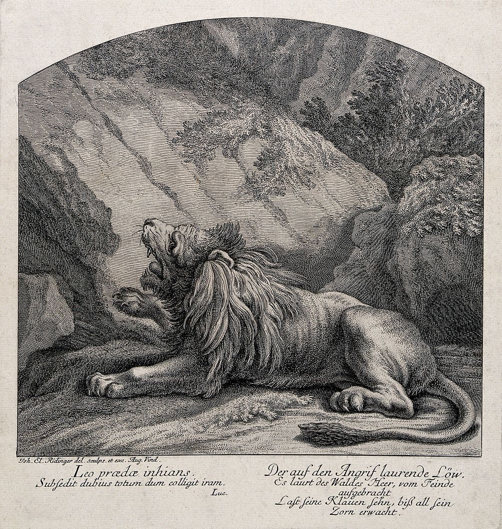 A roaring lion lying in wait for prey in a rocky landscape. Etching by J. E. Ridinger.