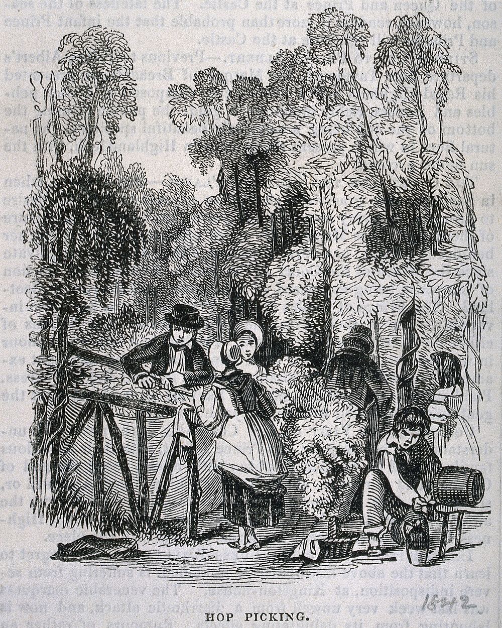 Hop pickers at work. Wood-engraving, c. 1842 .