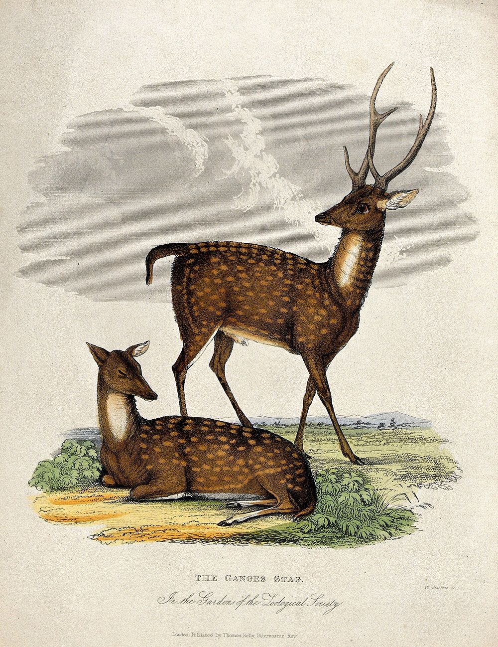 Zoological Society of London: two Ganges stags. Coloured etching by W. Panormo.