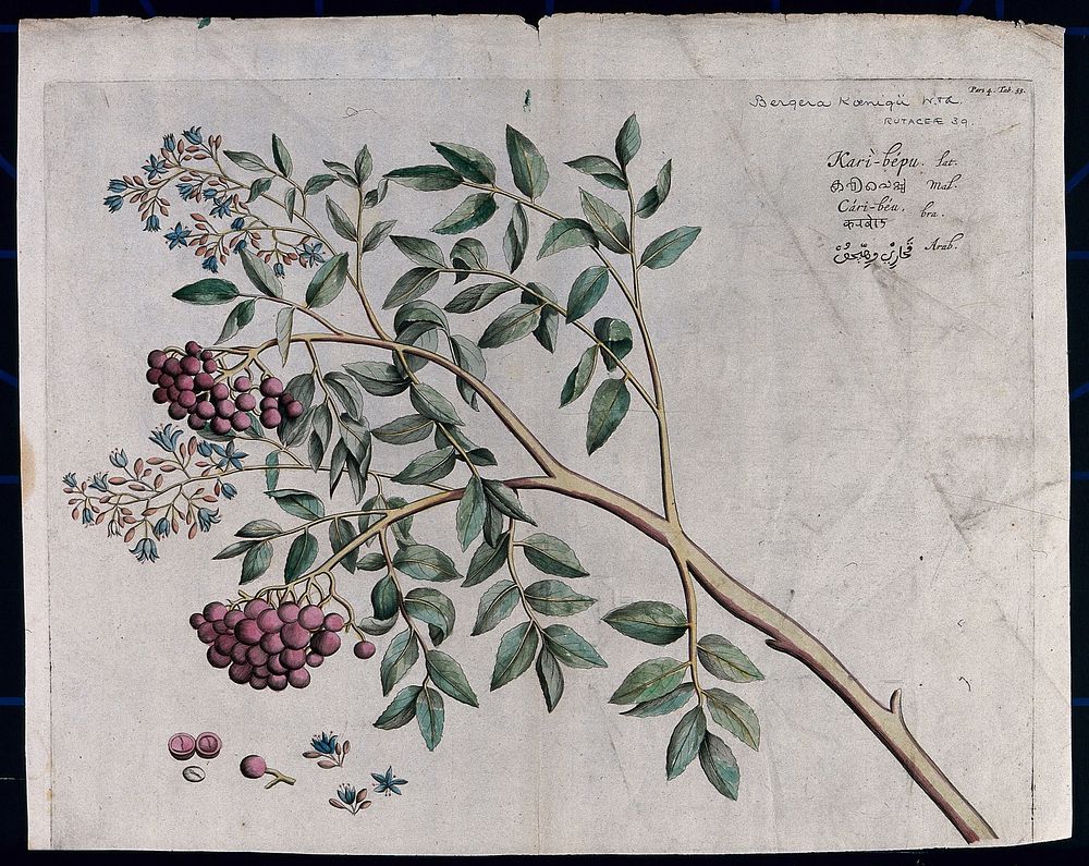 A species of Rutaceae: branch with flowers and fruit and separate flowers, fruit and seed. Coloured line engraving.