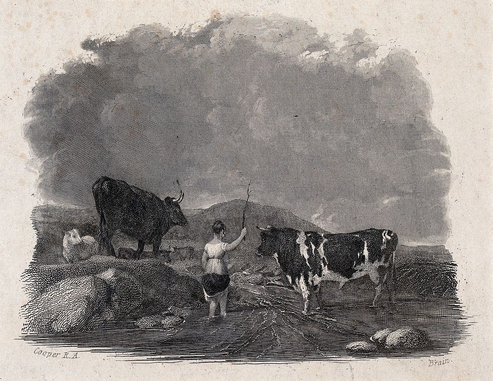 A cowherdess lifts her skirt to wade through shallow water and waves her stick towards the cows. Engraving by J. Brain after…